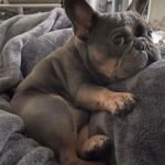 french bulldogs puppies for sale $200 near me, fluffy french bulldog for sale, french bulldog for sale chicago, french bulldog puppies for sale near me, french bulldog puppy for sale