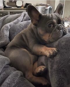 french bulldogs puppies for sale $200 near me, fluffy french bulldog for sale, french bulldog for sale chicago, french bulldog puppies for sale near me, french bulldog puppy for sale