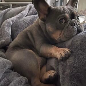 french bulldog for sale​