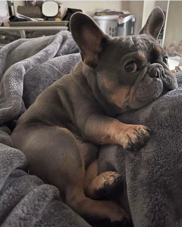 french bulldogs puppies for sale $200 near me, fluffy french bulldog for sale, french bulldog for sale chicago, french bulldog puppies for sale near me, french bulldog puppy for sale