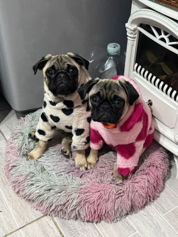 Discover healthy French Bulldog, English Bulldog, Pug, and Corgi puppies at Loyal Paws USA. Learn about our puppies, health checks, care, refund policy, and professional shipping process.