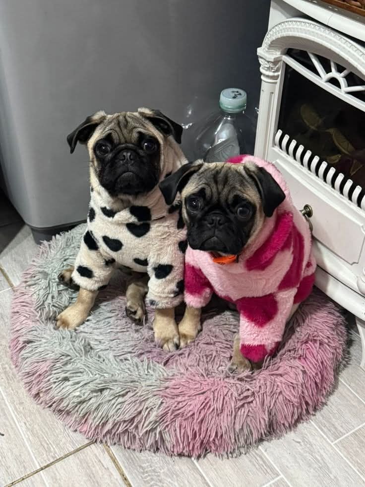Discover healthy French Bulldog, English Bulldog, Pug, and Corgi puppies at Loyal Paws USA. Learn about our puppies, health checks, care, refund policy, and professional shipping process.