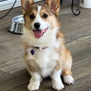 corgi puppies for sale