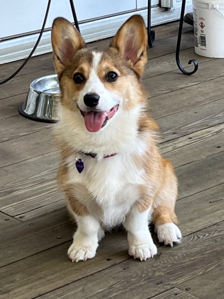 corgi puppies for sale near me, pembroke welsh corgi puppies for sale, welsh corgi puppies for sale, cardigan welsh corgi puppies for sale