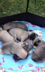 pug puppies for sale $200 breeders near me, pug puppy for sale, chinese pug puppies for sale, black pug puppies for sale, pugS puppies for sale in michigan