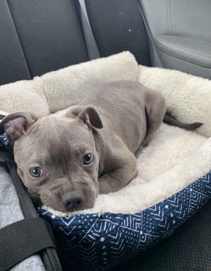 Discover healthy French Bulldog, English Bulldog, Pug, and Corgi puppies at Loyal Paws USA. Learn about our puppies, health checks, care, refund policy, and professional shipping process.