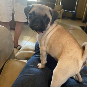 pug puppies for sale