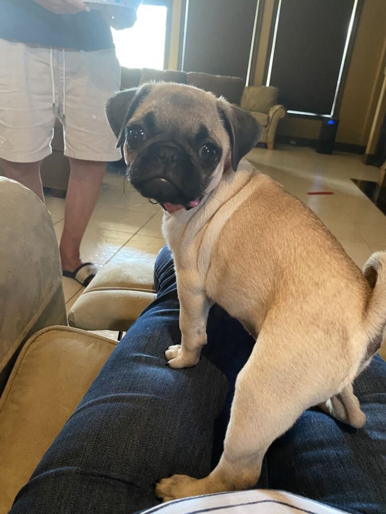 pug puppies for sale $200 breeders near me, pug puppy for sale, chinese pug puppies for sale, black pug puppies for sale, pugS puppies for sale in michigan