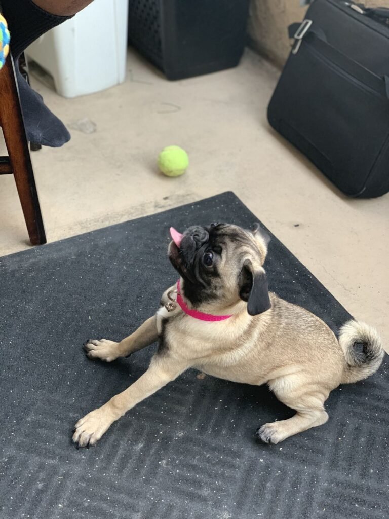 pug puppies for sale $200 breeders near me, pug puppy for sale, chinese pug puppies for sale, black pug puppies for sale, pugS puppies for sale in michigan
