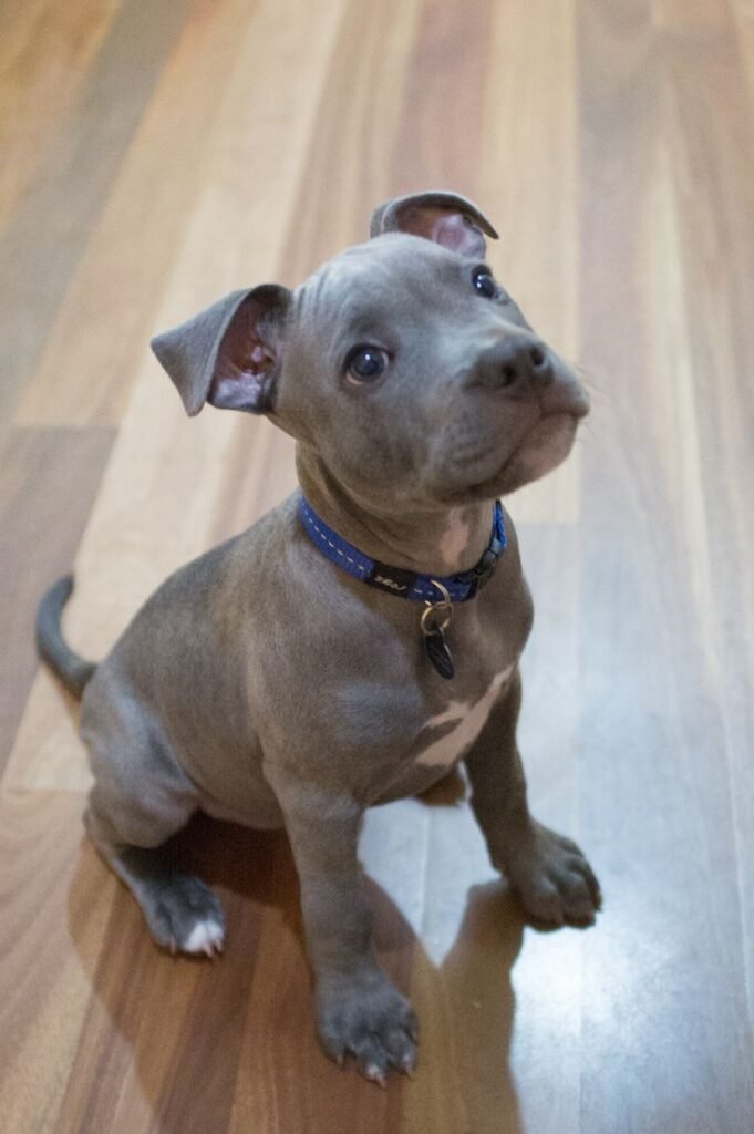 french bulldogs puppies for sale $200 near me, fluffy french bulldog for sale, french bulldog for sale chicago, french bulldog puppies for sale near me, french bulldog puppy for sale