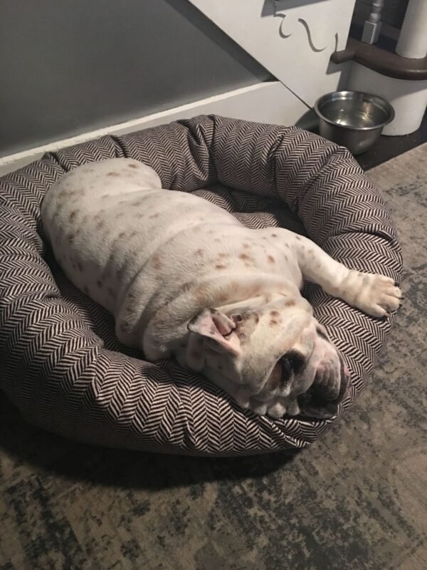 Discover healthy French Bulldog, English Bulldog, Pug, and Corgi puppies at Loyal Paws USA. Learn about our puppies, health checks, care, refund policy, and professional shipping process.