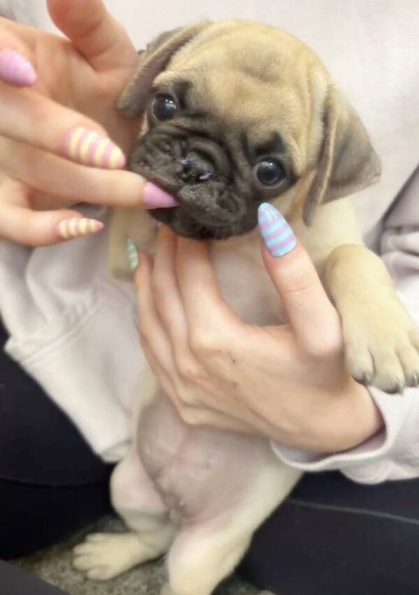pug puppies for sale $200 breeders near me, pug puppy for sale, chinese pug puppies for sale, black pug puppies for sale, pugS puppies for sale in michigan