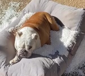 english bulldogs puppies for sale near me, english bulldogs near me for sale, old english bulldog puppies for sale, english bulldog for sale near me