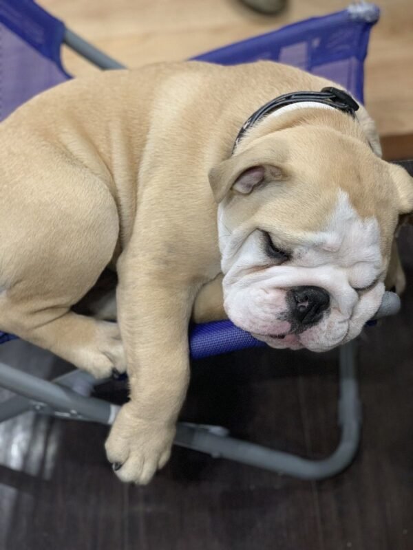 english bulldogs puppies for sale near me, english bulldogs near me for sale, old english bulldog puppies for sale, english bulldog for sale near me