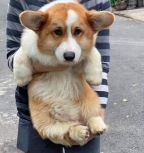 corgi puppies for sale near me, pembroke welsh corgi puppies for sale, welsh corgi puppies for sale, cardigan welsh corgi puppies for sale