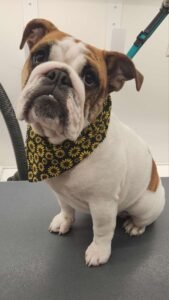 english bulldogs puppies for sale near me, english bulldogs near me for sale, old english bulldog puppies for sale, english bulldog for sale near me