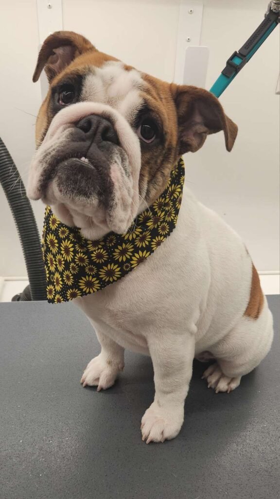 english bulldogs puppies for sale near me, english bulldogs near me for sale, old english bulldog puppies for sale, english bulldog for sale near me