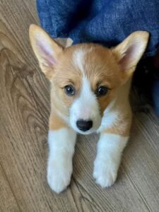 corgi puppies for sale near me, pembroke welsh corgi puppies for sale, welsh corgi puppies for sale, cardigan welsh corgi puppies for sale