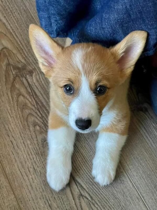 corgi puppies for sale near me, pembroke welsh corgi puppies for sale, welsh corgi puppies for sale, cardigan welsh corgi puppies for sale