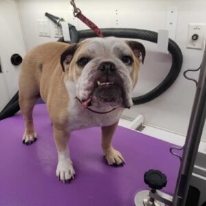 english bulldog puppies for sale