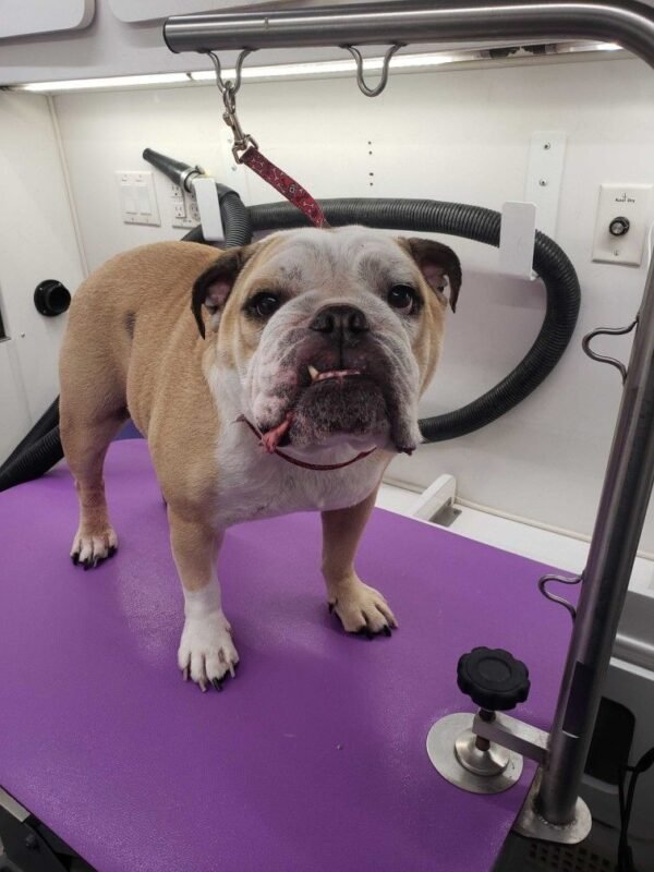english bulldogs puppies for sale near me, english bulldogs near me for sale, old english bulldog puppies for sale, english bulldog for sale near me